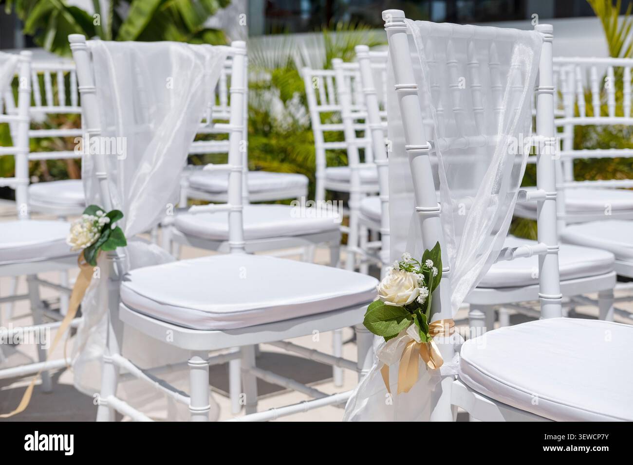 Filiera di sedie Chiavari bianche decorate con tessuto trasparente fluente, rose avorio e eleganti accenti di nastro in un luogo di cerimonia all'aperto Foto Stock