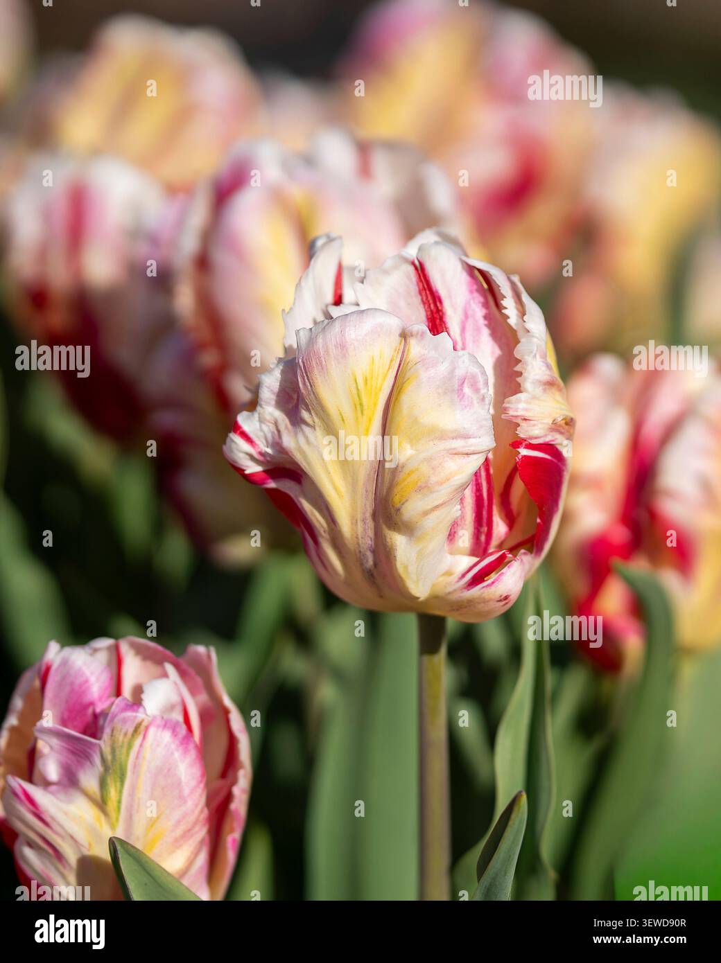 Tulipani «Flaming Art» di Tulipa frangiati con cremosi petali variegati bianchi, gialli e cremisi che fioriscono alla calda luce del sole primaverile. Foto Stock