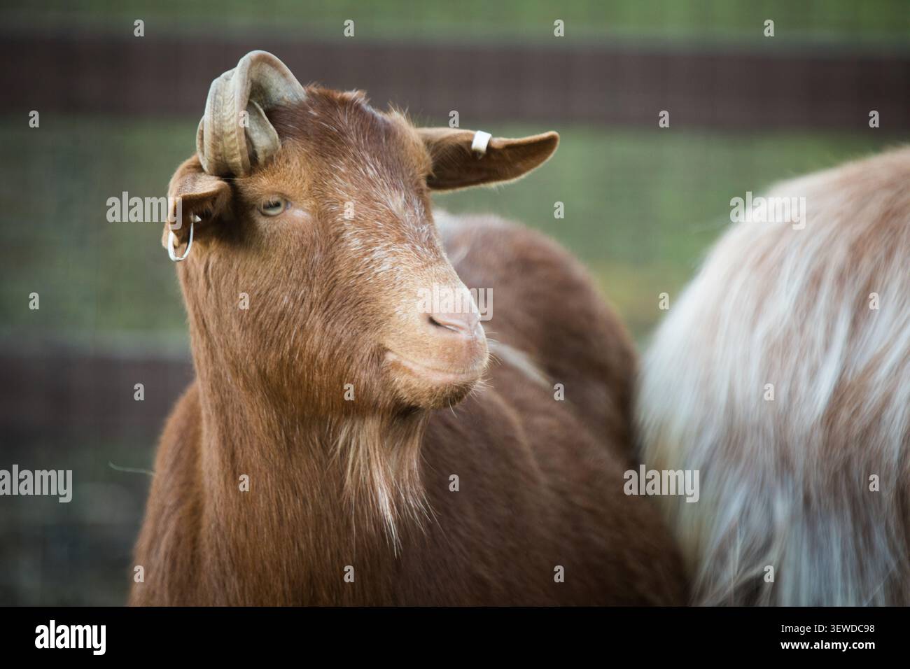 Una capra bruna riposa presso la Vauxhall City Farm, un santuario comunitario a Londra dedicato all'educazione animale e all'agricoltura urbana. Foto Stock
