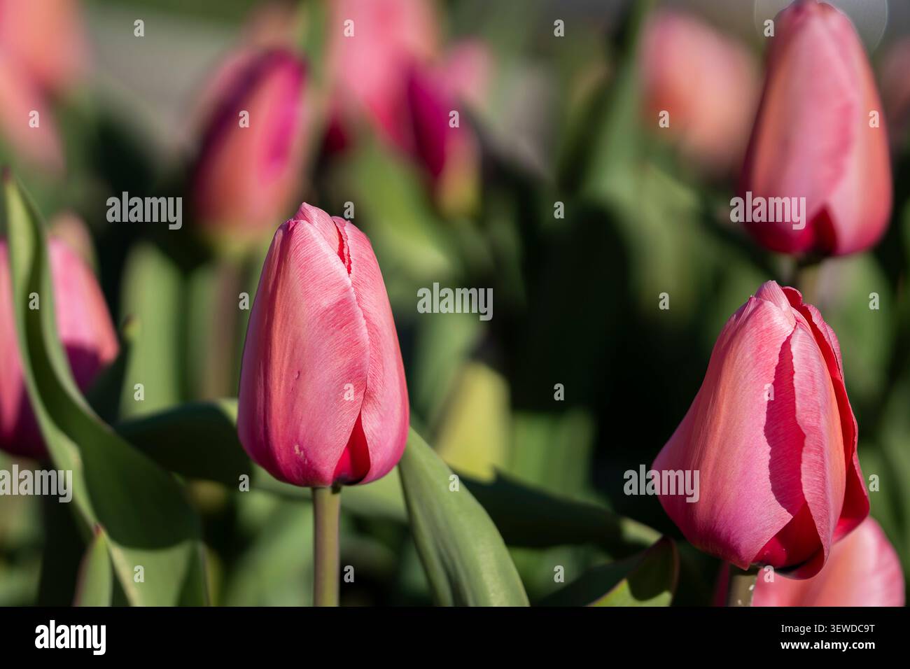 Tulipani rosa Tulipa "Pink Impression" che fioriscono alla calda luce del sole primaverile, con eleganti petali pastello sullo sfondo del giardino leggermente sfocato. Foto Stock