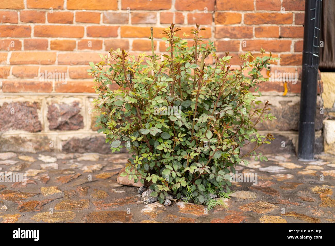 Rose Bush con boccioli che iniziano a fiorire in giardino Foto Stock