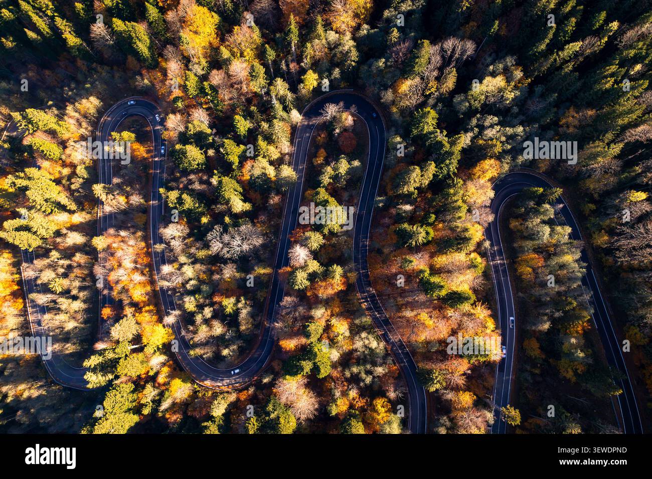 Veduta aerea di una strada tortuosa attraverso una fitta foresta con vibrante fogliame autunnale a Cheia, Prahova, Romania. Foto Stock