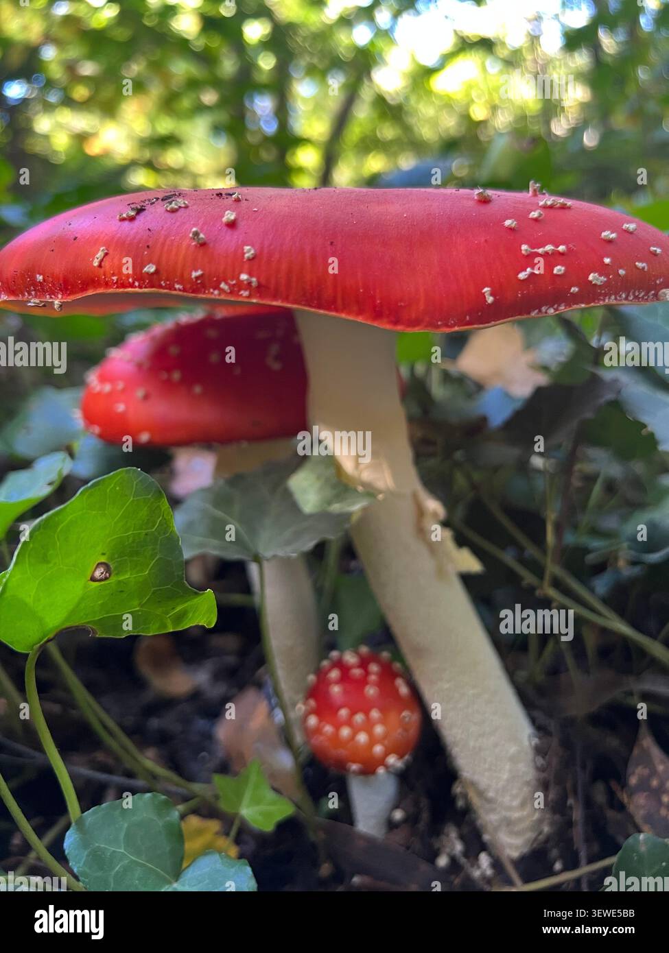 Amanita muscaria (mosca agarica) funghi in diverse fasi di crescita a Victoria, Australia. Foto Stock