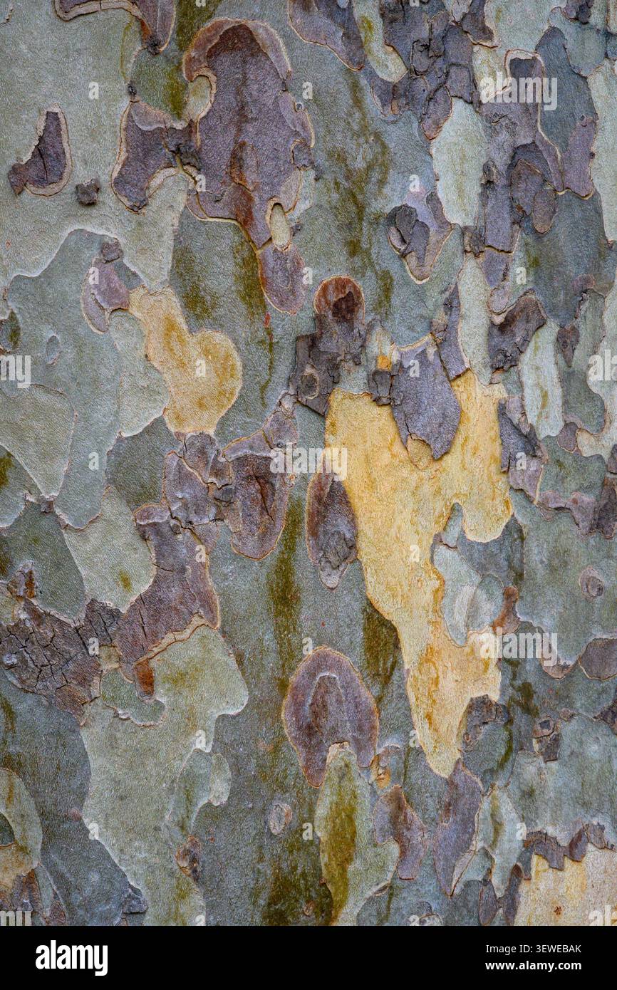 Modelli di corteccia su un albero di eucalipto nel centro di Hobart, Tasmania, Australia. Foto Stock