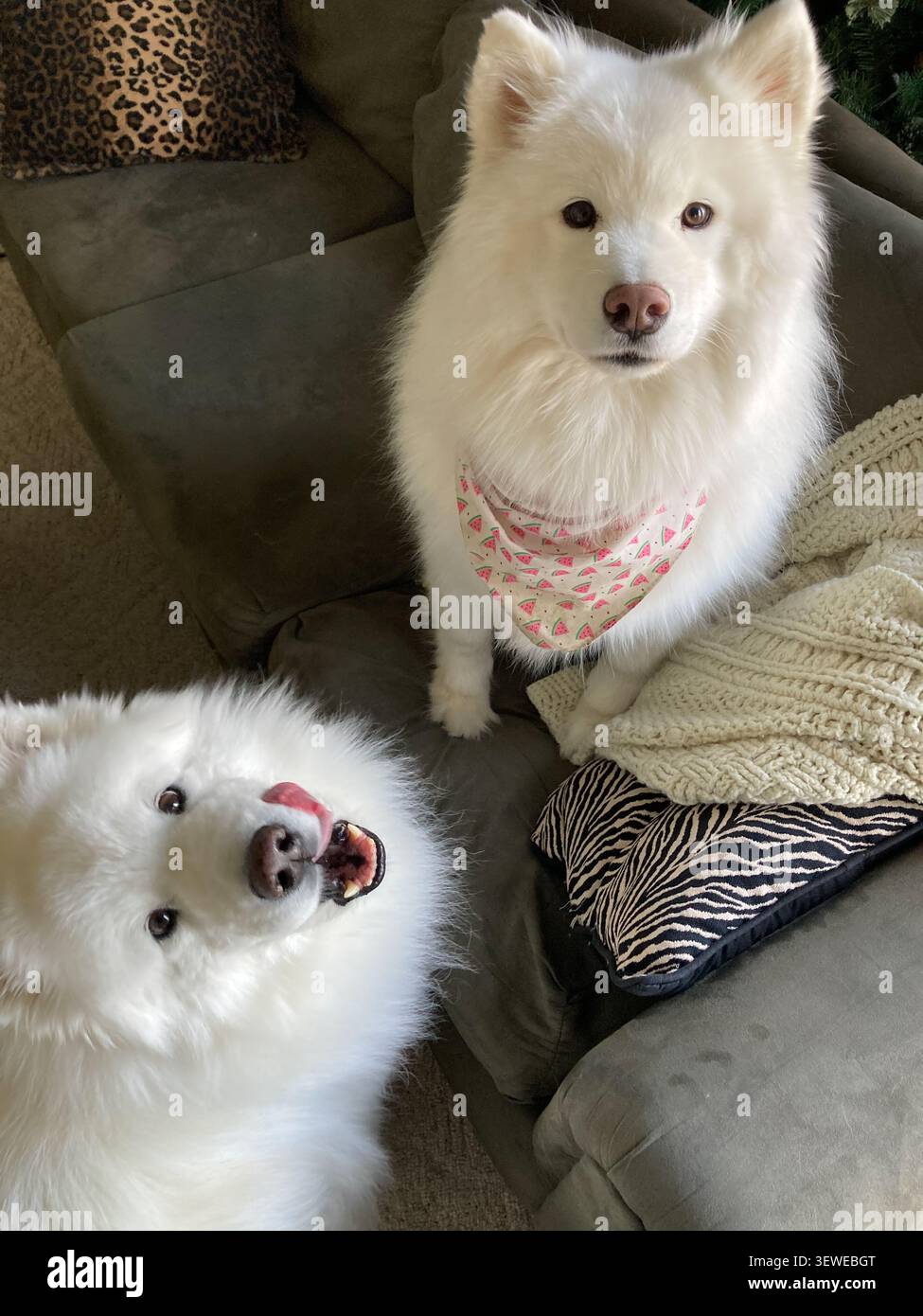 Due cani Samoiati o Sammies Foto Stock