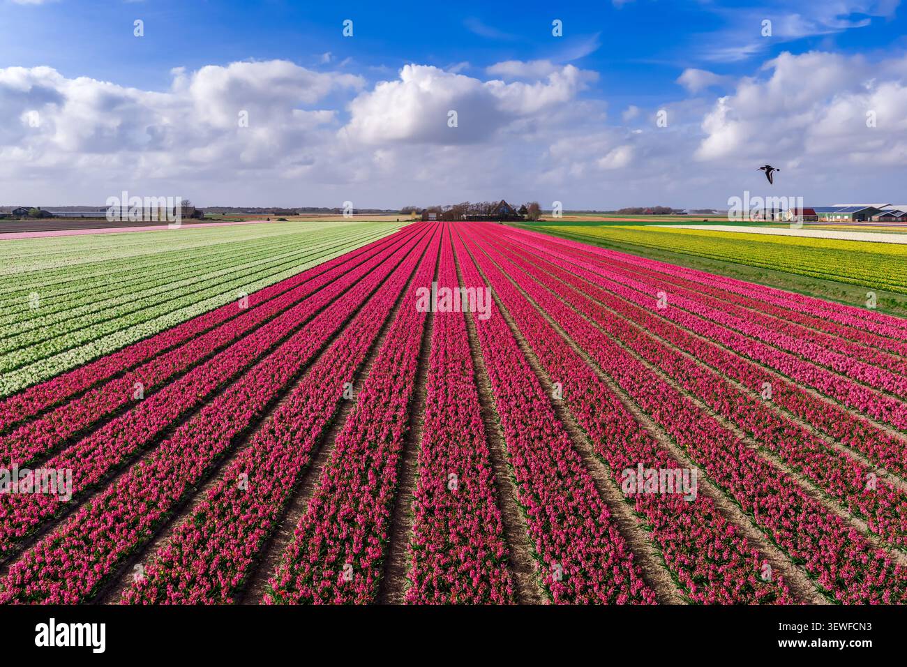 Vista aerea dei droni di dense file di giacinti rosa e magenta (Hyacinthus orientalis) che convergono in una prospettiva lineare drammatica verso le fattorie su t Foto Stock