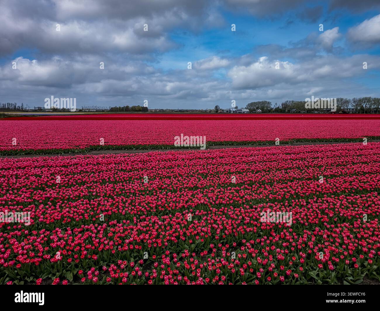 Vista a terra di un vibrante campo di tulipani rosa e rosso (Tulipa) in piena fioritura di aprile nel Bollenstreek, la famosa regione olandese dei bulbi intorno a Keukenho Foto Stock