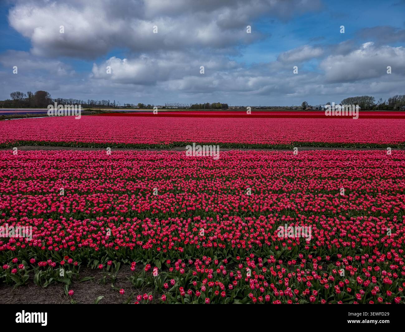 Vista ravvicinata a livello del suolo delle file dense di tulipani rosso e magenta-rosa (Tulipa) nel Bollenstreek, la regione dei bulbi olandesi intorno a Keukenhof e Lisse a Sou Foto Stock