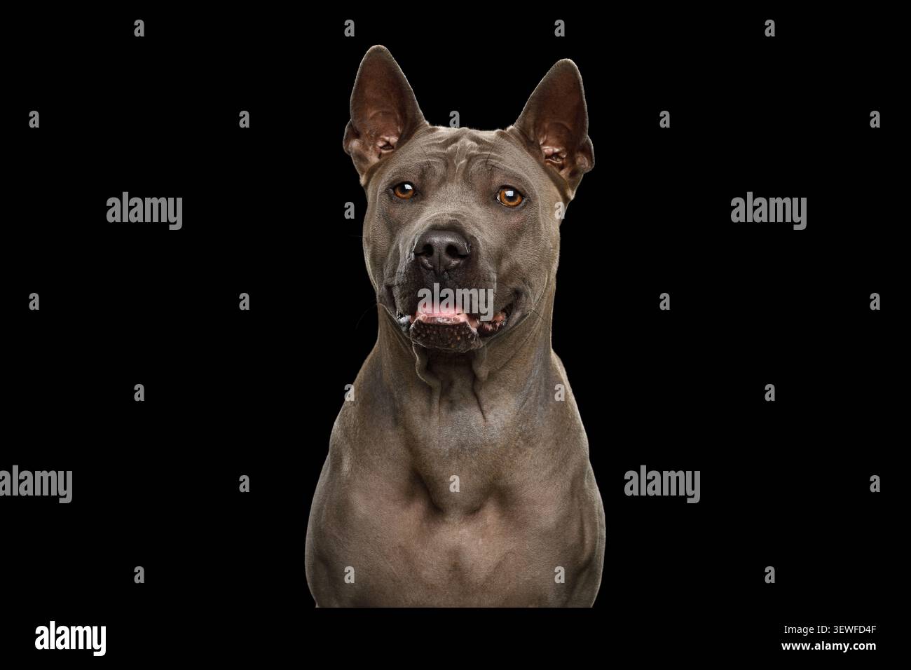 Ritratto di Thai Ridgeback Dog su sfondo nero isolato Foto Stock