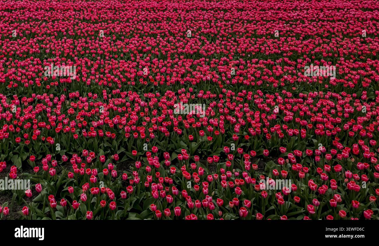 Stretta vista panoramica a livello del suolo dei vibranti tulipani rosa e rossi (Tulipa) che riempiono il telaio in un campo commerciale di lampadine Bollenstreek vicino a Keuke Foto Stock