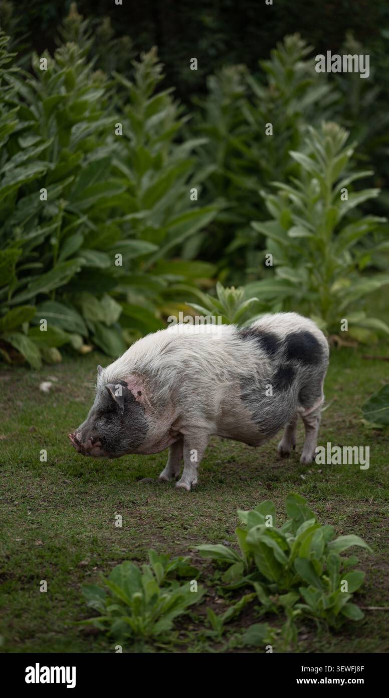 Piccolo maiale maculato con panciute in erba con rigoglioso sfondo di piante verdi. Perfetto per contenuti in fattoria, natura o stile di vita. Foto Stock