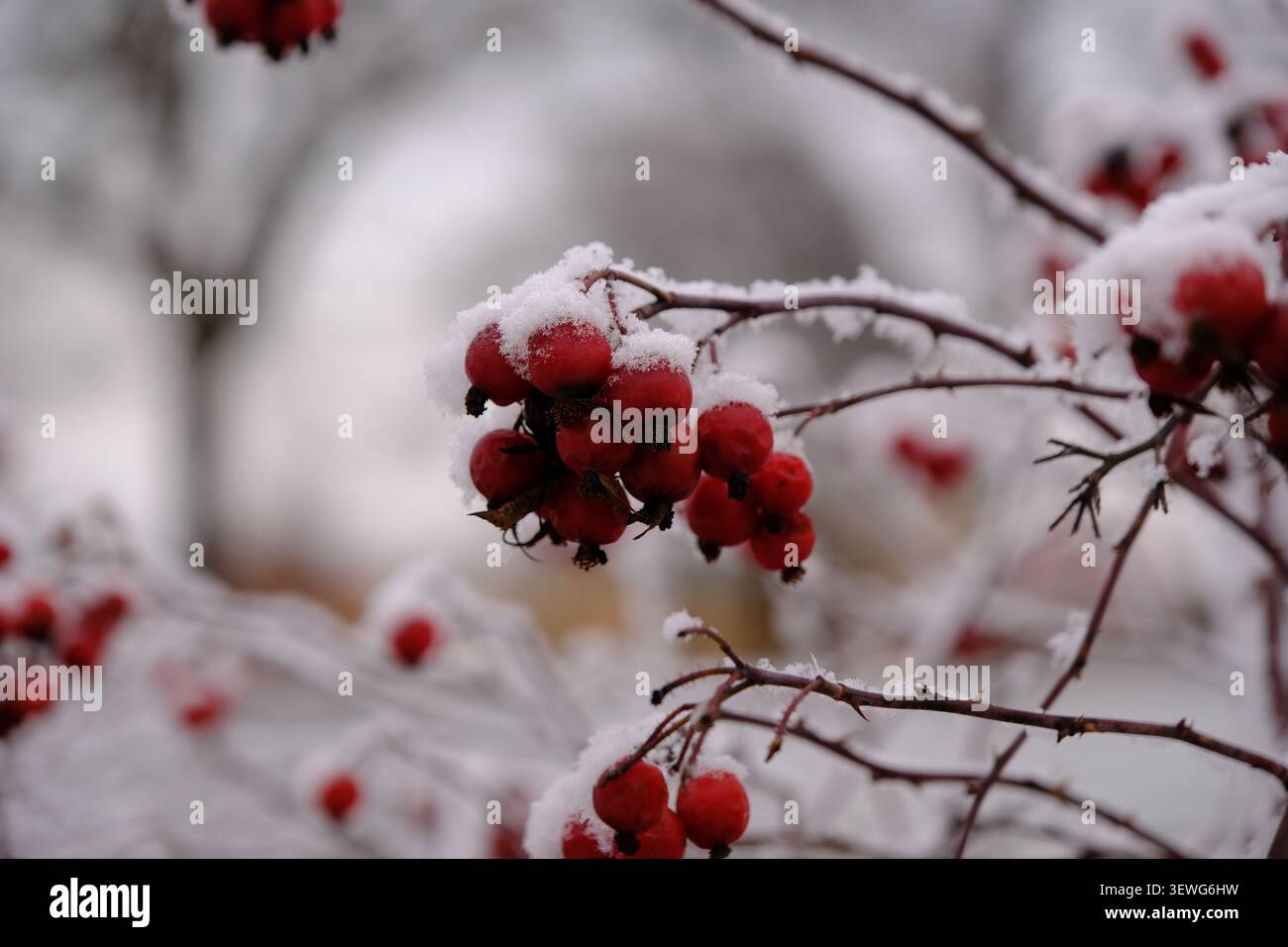 Primi piani di bacche rosse e rami ricoperti di neve bianca in inverno. Foto Stock