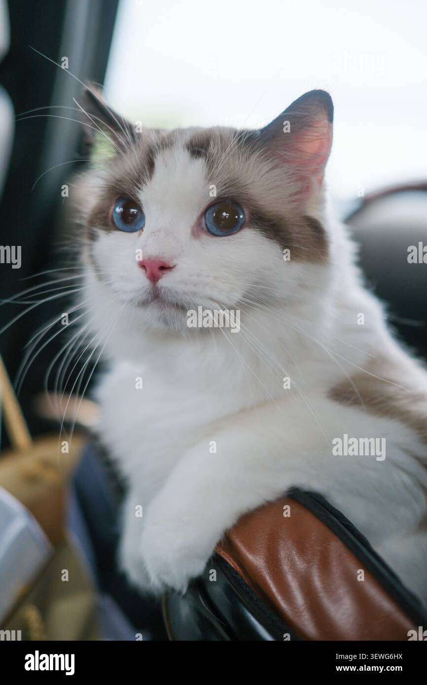 Simpatico gatto Ragdoll seduto all'interno di un cesto in auto, pronto per il viaggio con un'espressione calma e adorabile Foto Stock