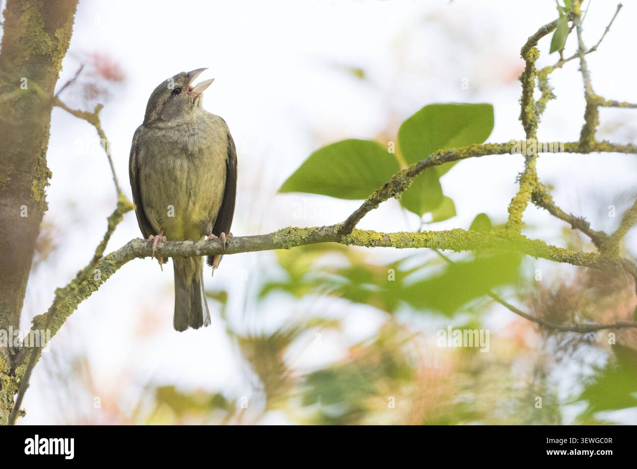 Un passero di casa (Passer domesticus) siede a cantare su un ramo coperto di muschio in una verde e tranquilla scena primaverile, Hesse, Germania Foto Stock