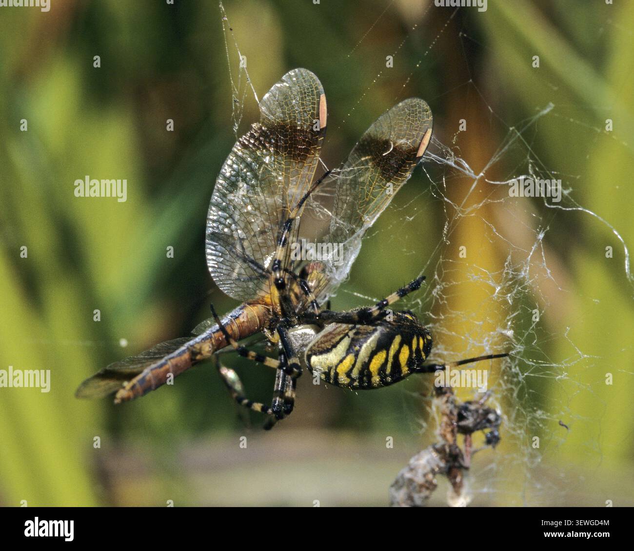 Argiope Bruennichi, Banded darter, Banded heather, aracnidi, sympetrum pedemontanum, ragno tigre, ragno vespa, anisopteri, artropodi, damigelle, d Foto Stock