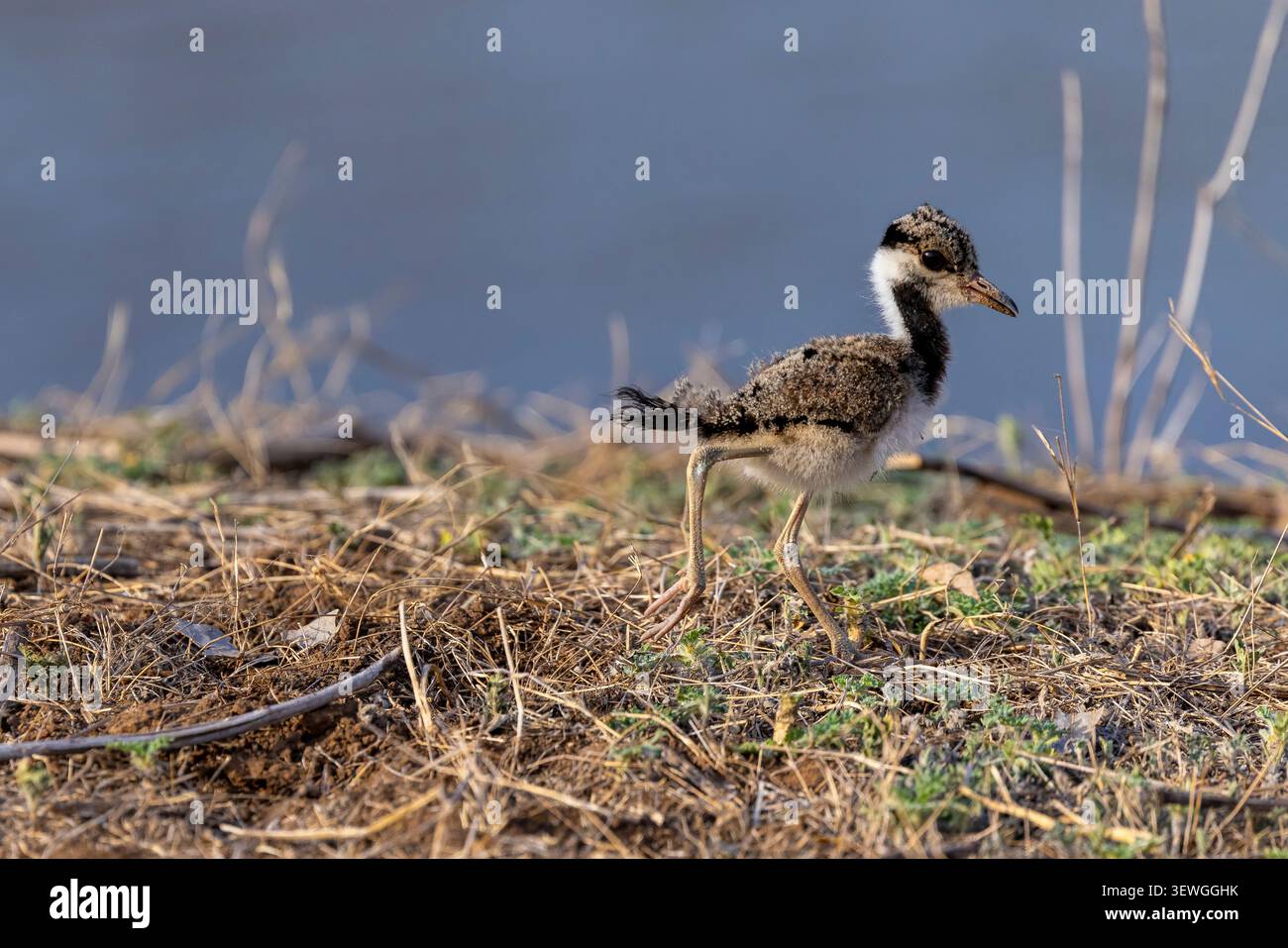 Una femmina rossa di Lapwing (Vanellus indicus) si trova nel Parco Nazionale di Ranthambore, in India, mescolandosi con i suoi dintorni con il piumaggio criptico. Foto Stock