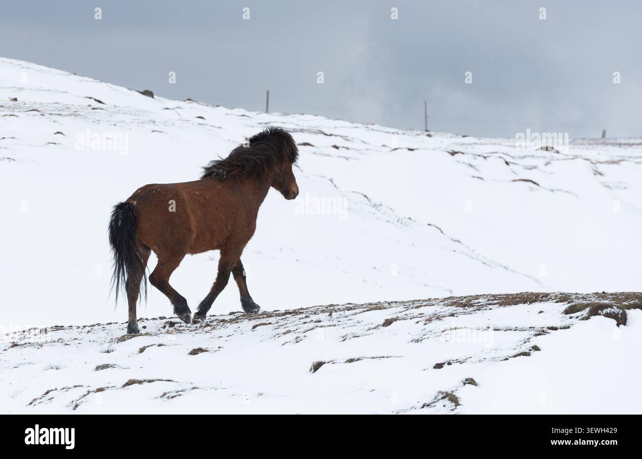 Il cavallo islandese cammina su un terreno innevato, mostrando resilienza e libertà in un ambiente invernale freddo Foto Stock