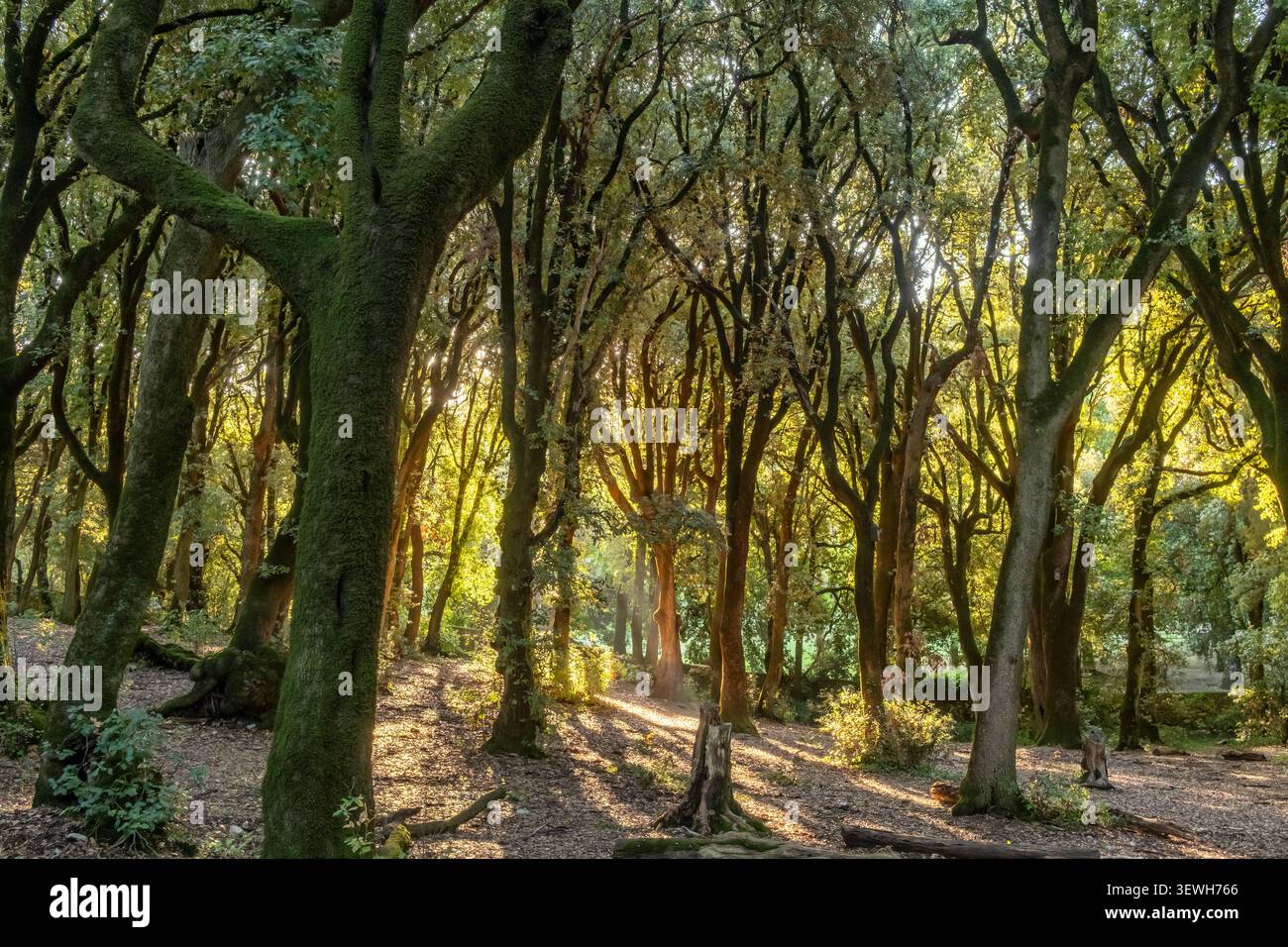 Foresta densa illuminata dal sole con alberi ricoperti di muschio al tramonto Foto Stock