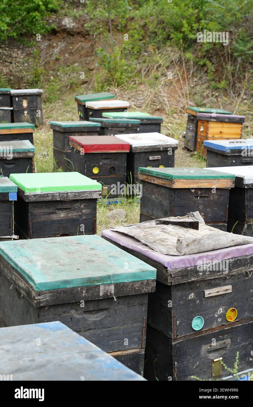 Il campo di apicoltura all'aria aperta è una scena reale. Un gran numero di alveari in legno massello con tetti colorati sono collocati ordinatamente nel campo. In primo piano, Foto Stock