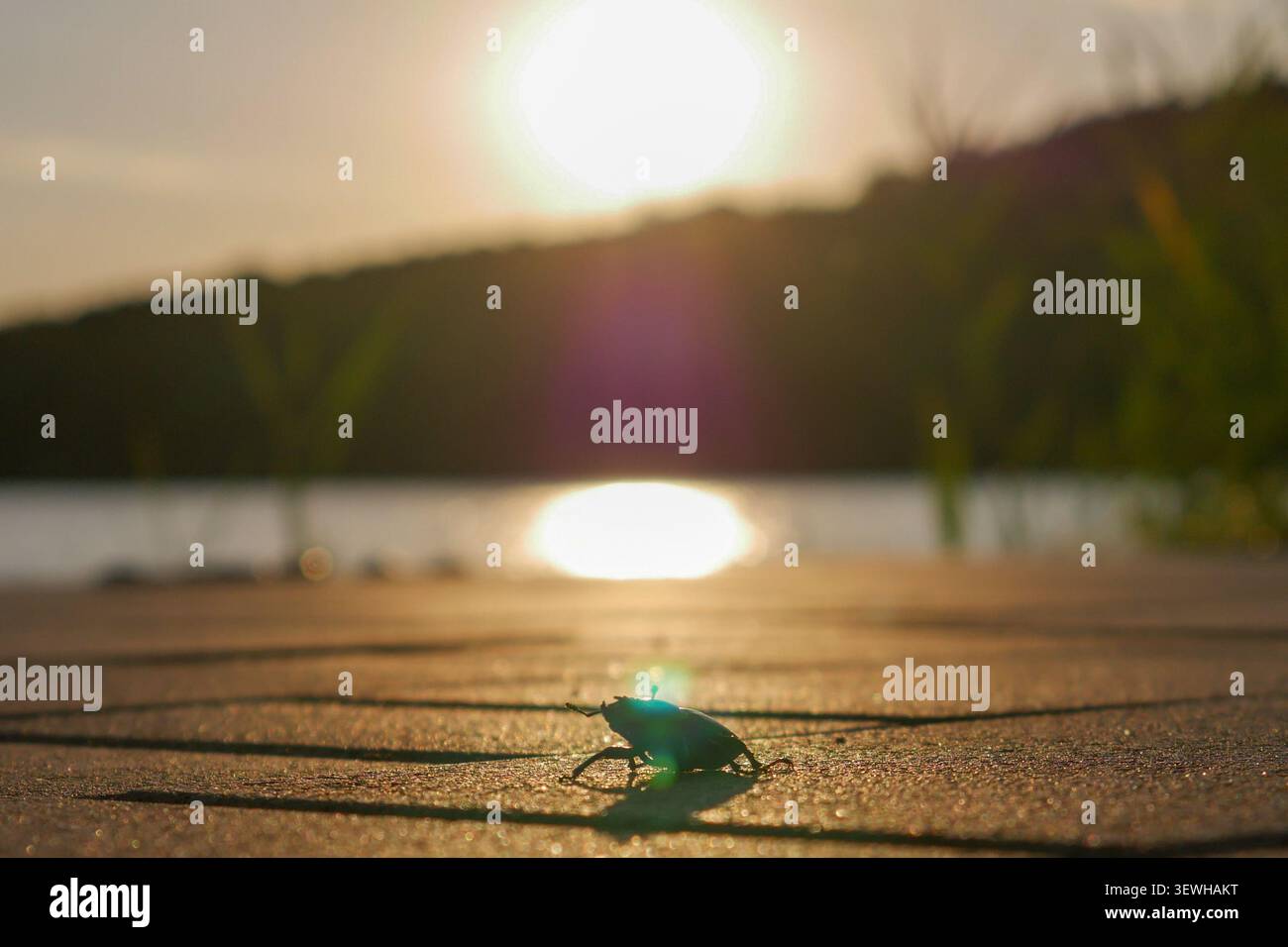un piccolo insetto passa alla prima luce del sole Foto Stock