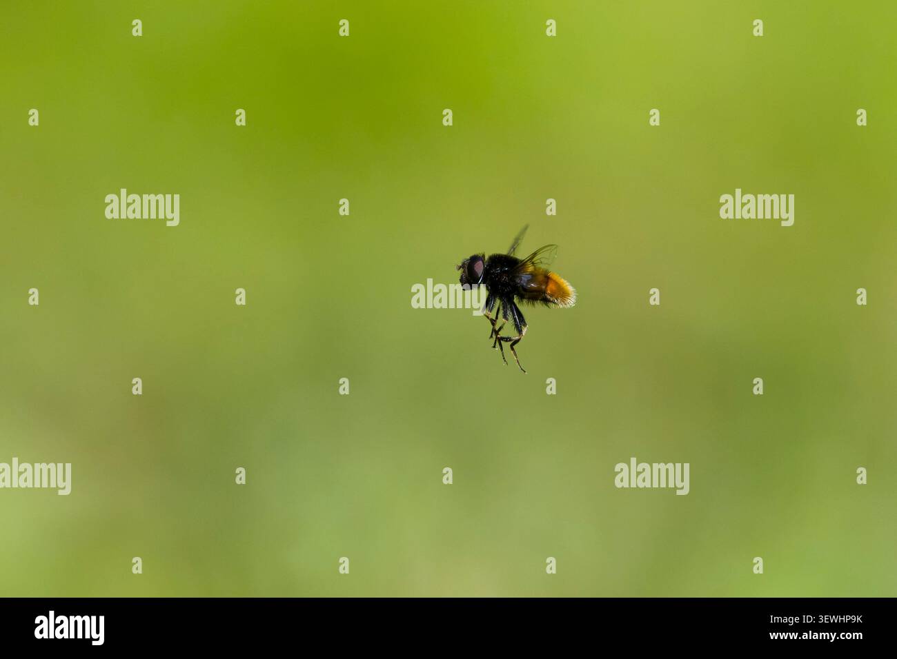 Peloso dronefly Eristalis intricaria, adulto maschio che vola, Suffolk, Inghilterra, giugno Foto Stock