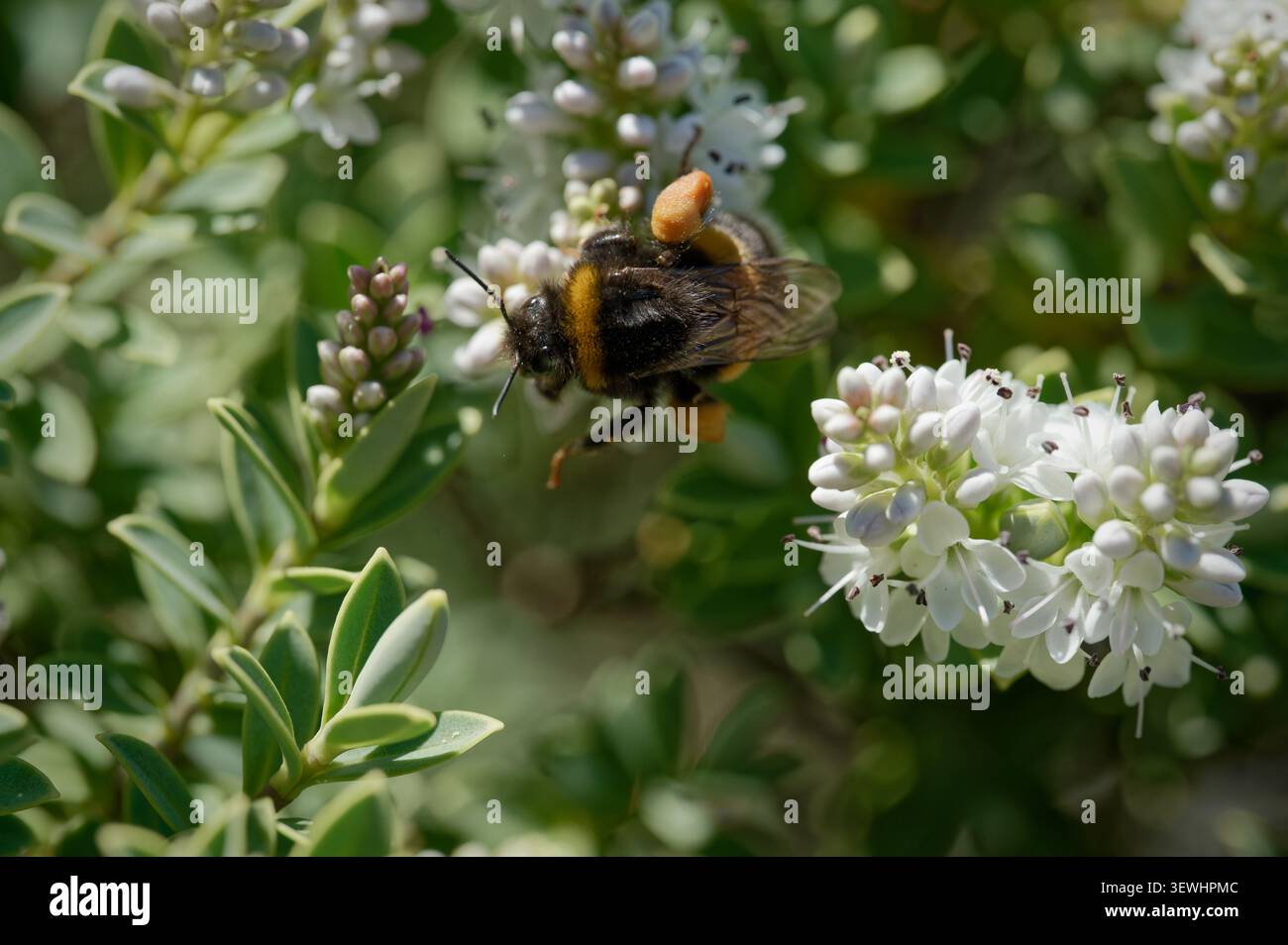 Un singolo bombus dalla coda bionda (Bombus terrestris) con pacchetti di polline su entrambe le zampe posteriori, su un fiore di Hebe in un giardino inglese, sotto il sole estivo. Foto Stock