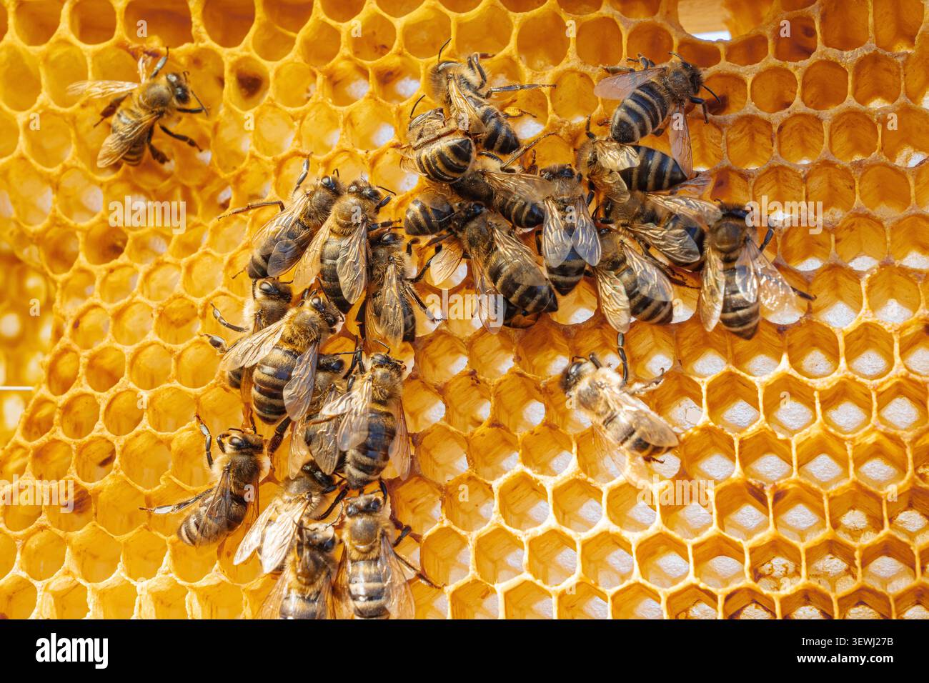 Api morte Impollinatori Dopo Esposizione a Pesticidi, Crisi Ambientale Primo Piano Foto Stock