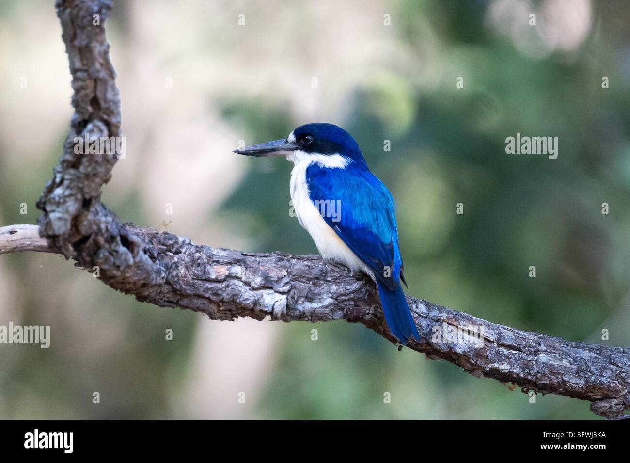 Il Forest Kingfisher è un suggestivo uccello tropicale che si trova comunemente intorno a Darwin, nell'Australia settentrionale, dove abita i bordi dei boschi e le mangrovie. Foto Stock