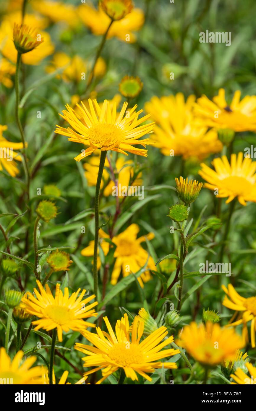 Buphthalmum salicifolium, occhio di bue giallo, fiori gialli simili a margherita Foto Stock
