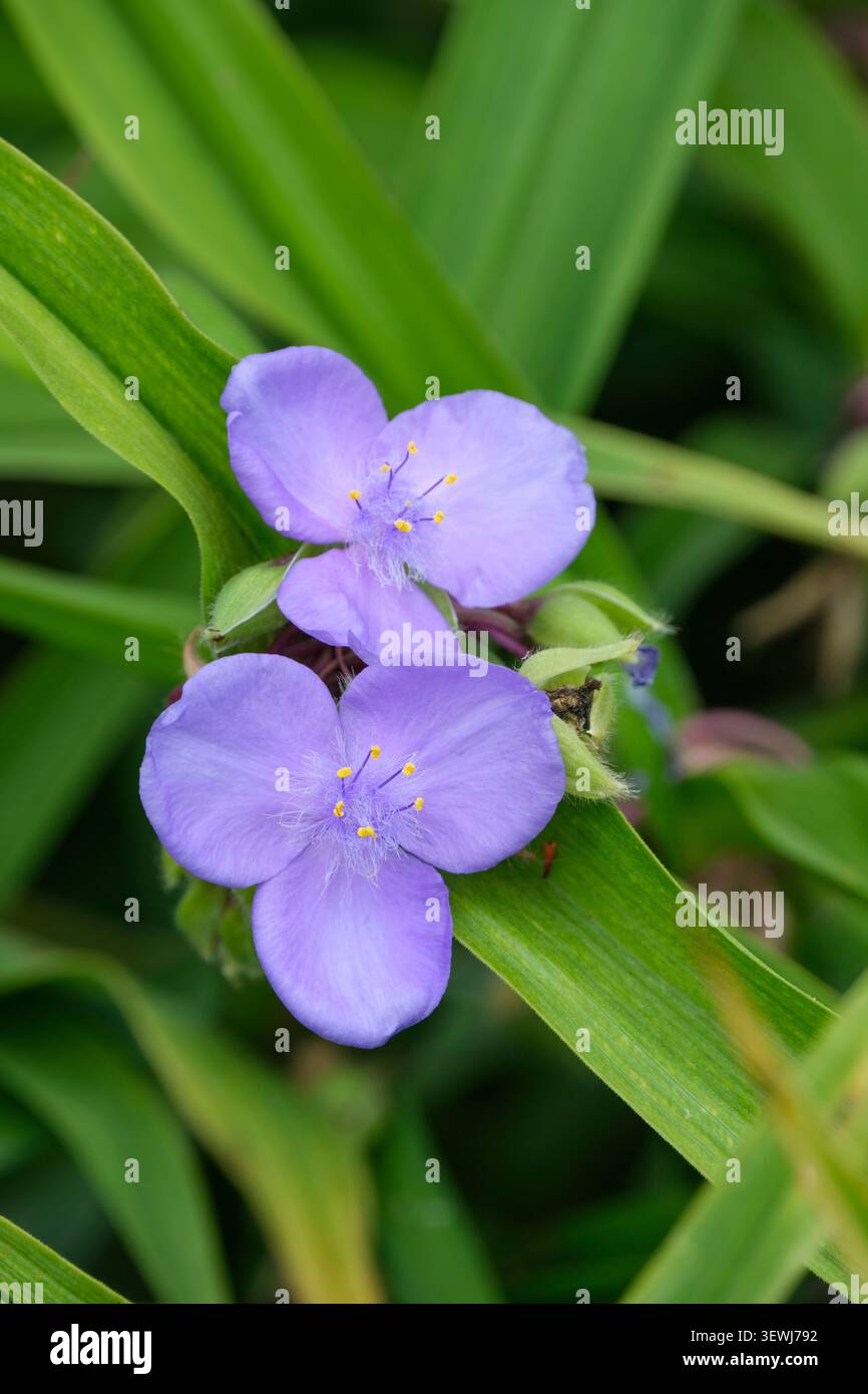 Tradescantia virginiana, vergine comune, foglie verdi strette, ammassi di fiori viola chiaro a tre petali Foto Stock