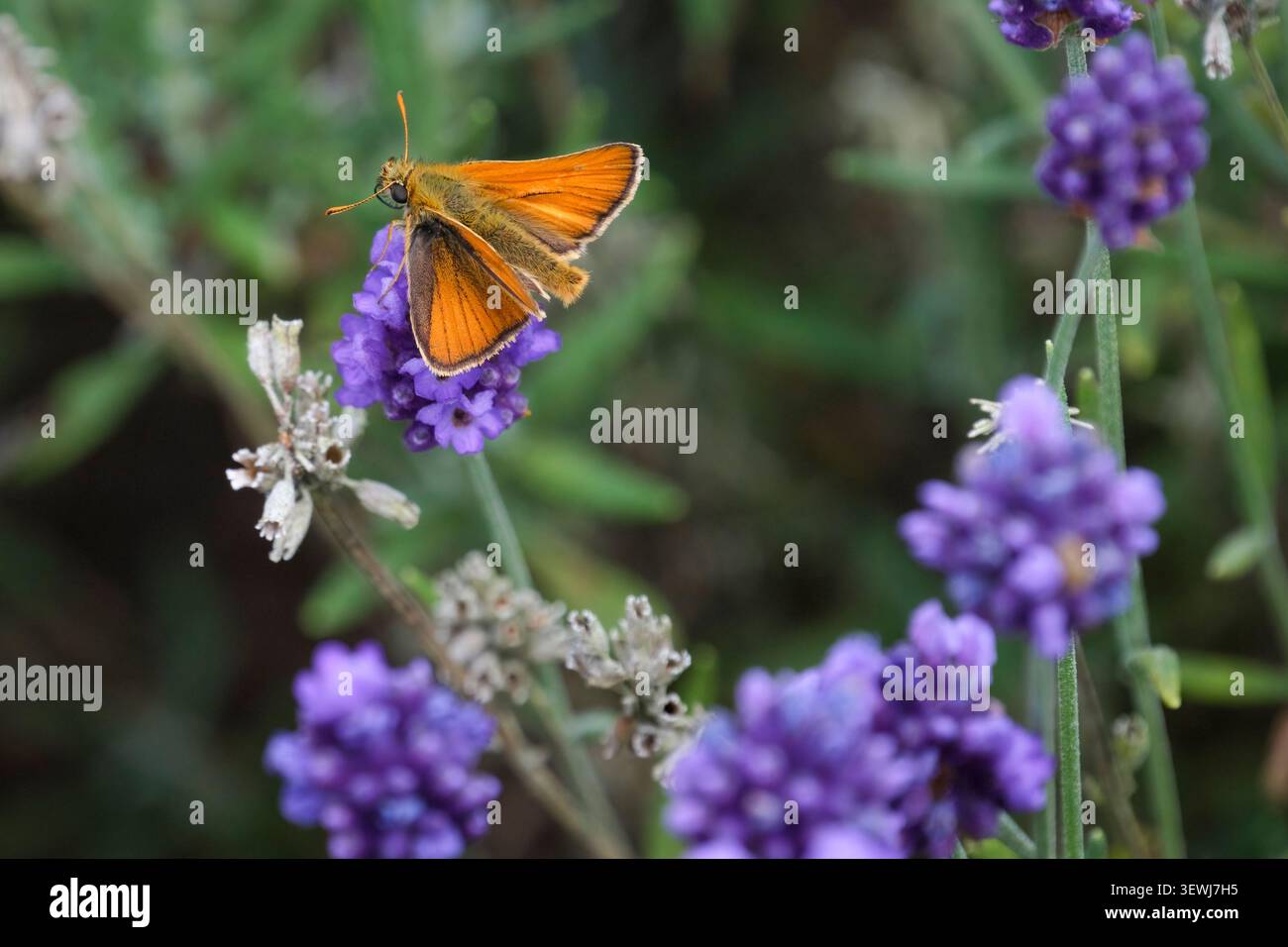 Piccola farfalla skipper (Thymelicus sylvestris) che si nutre di fiori di lavanda (Lavandula) a giugno Foto Stock