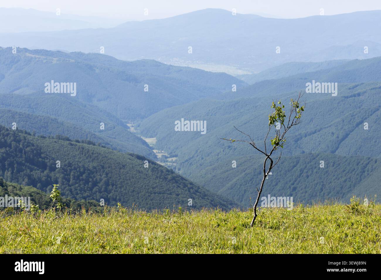 un alberello solitario su un prato erboso in primo piano con montagne verdi a strati sullo sfondo. Foto Stock