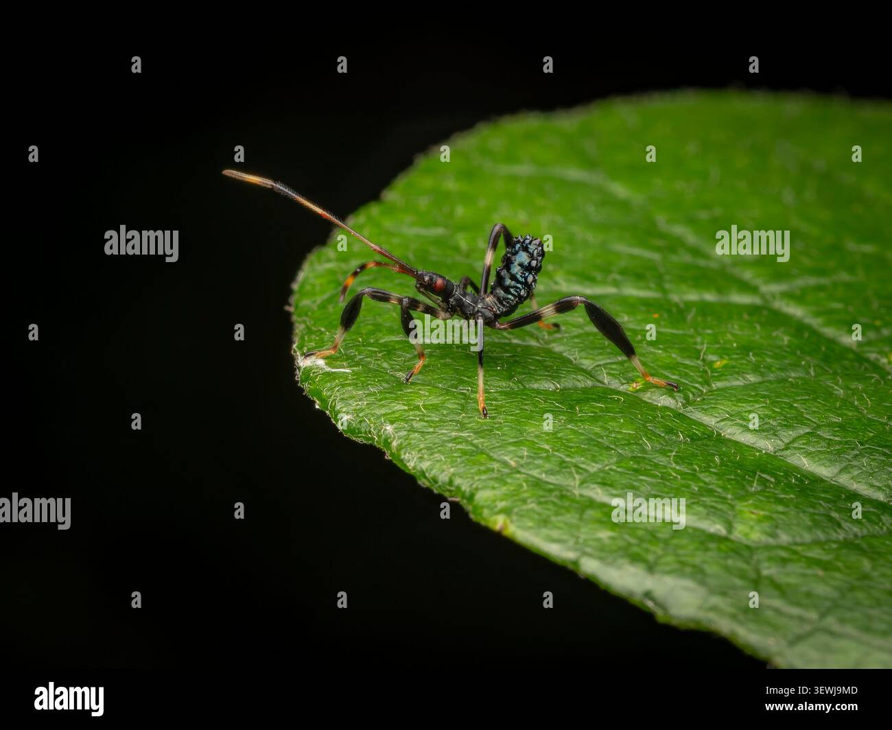 Foto macro di una buia ninfa di insetti assassini Arilus cristatus appoggiata su un bordo di foglia verde Foto Stock