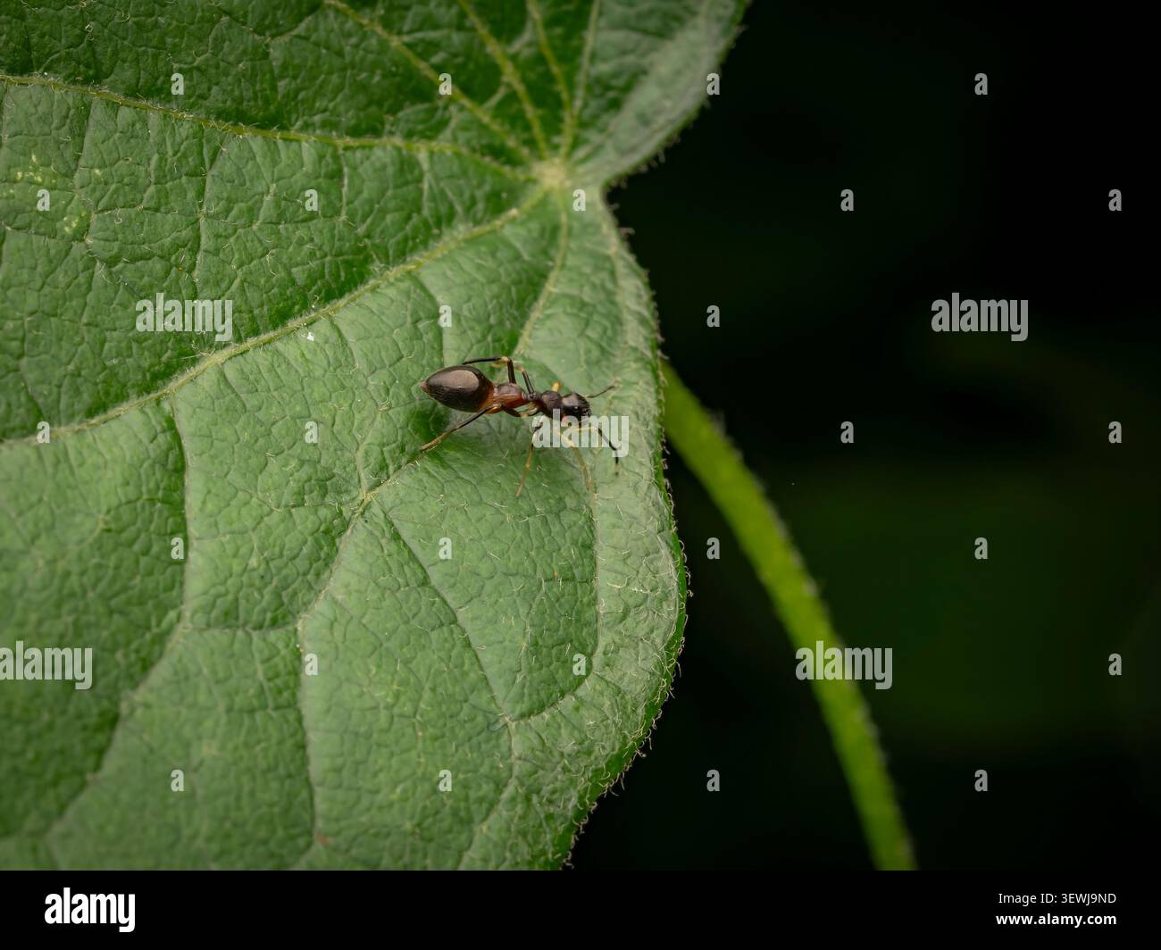 Foto macro di una formica nera e marrone che cammina attraverso una foglia verde brillante con uno sfondo scuro Foto Stock