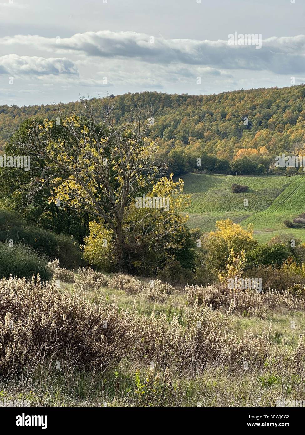Novembre in Toscana con colori autunnali vivaci, colline ondulate e campagna tranquilla sotto la luce soffusa di stagione. - Immagine stock catturata con smartphone