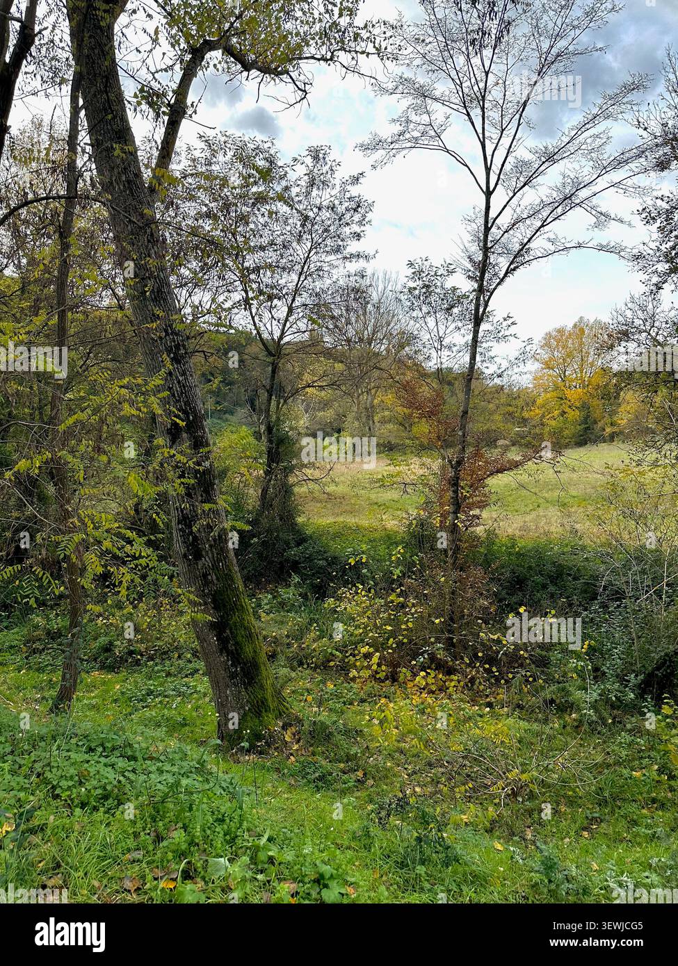 Novembre in Toscana con colori autunnali vivaci, colline ondulate e campagna tranquilla sotto la luce soffusa di stagione. - Immagine stock catturata con smartphone