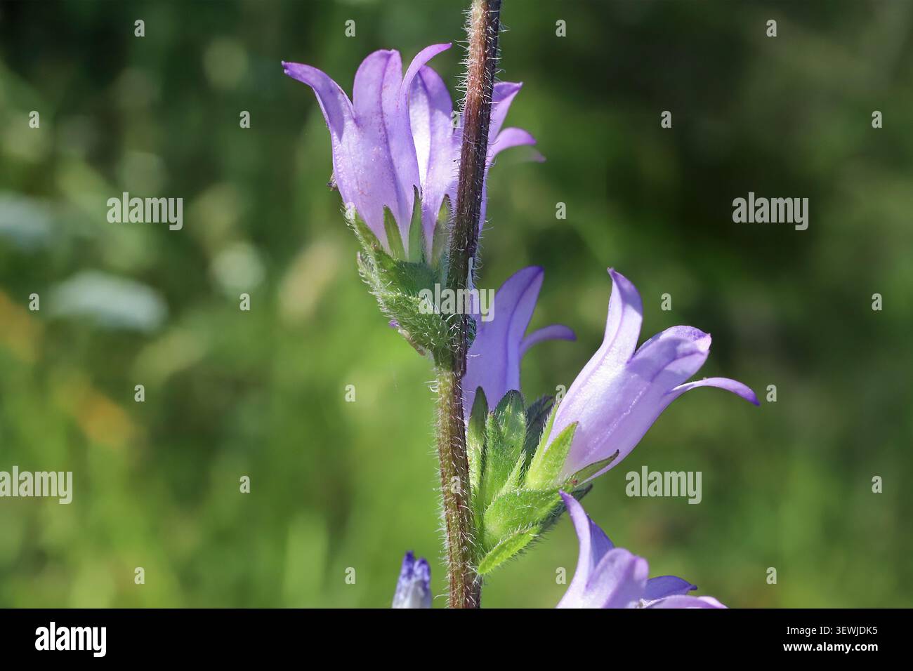 Campanula macrostachya, Campanulaceae. Pianta selvatica sparata in primavera. Foto Stock