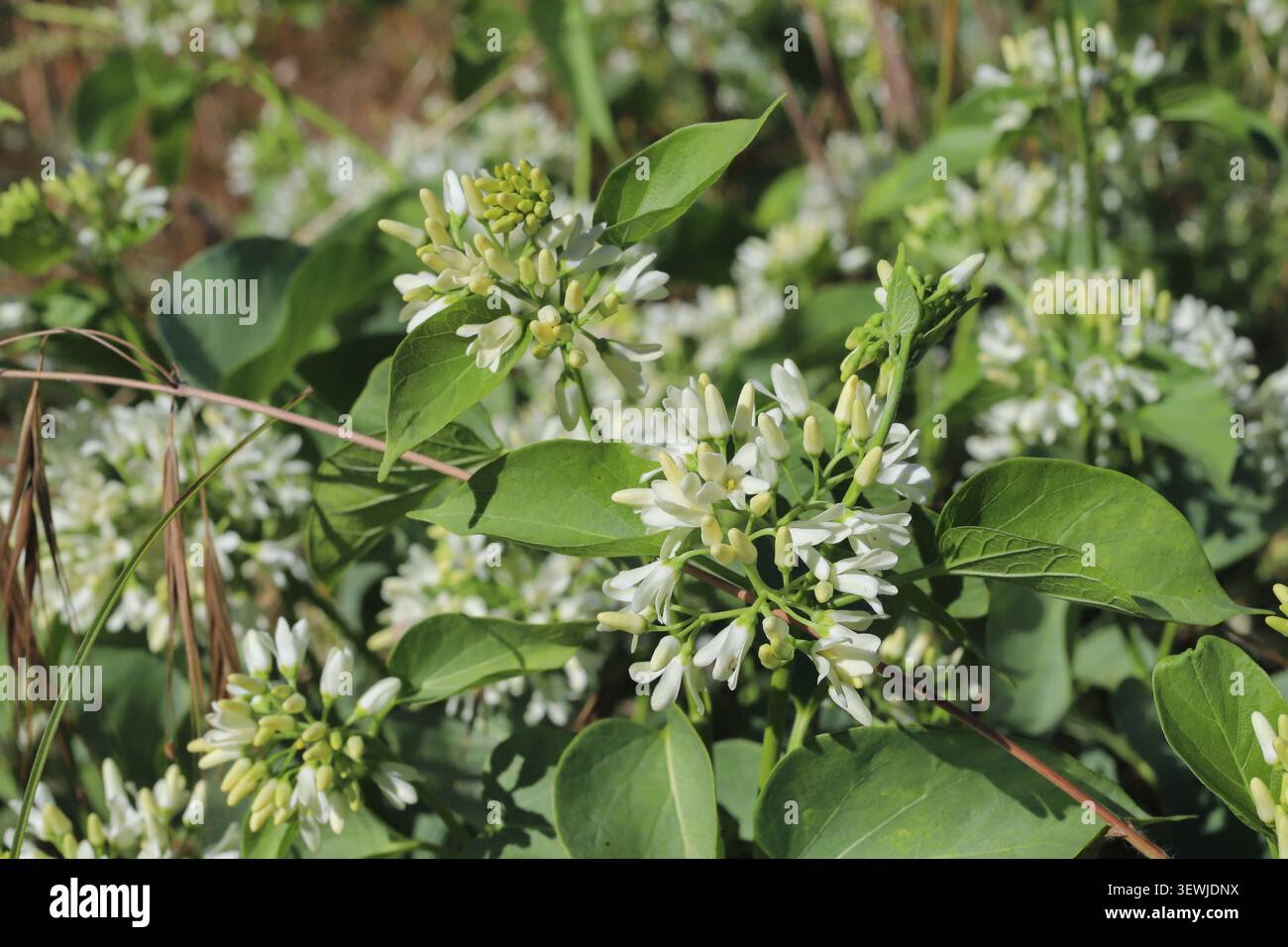 Cionura erecta, Cionura. Apocynaceae. Pianta selvatica sparata in estate. Foto Stock