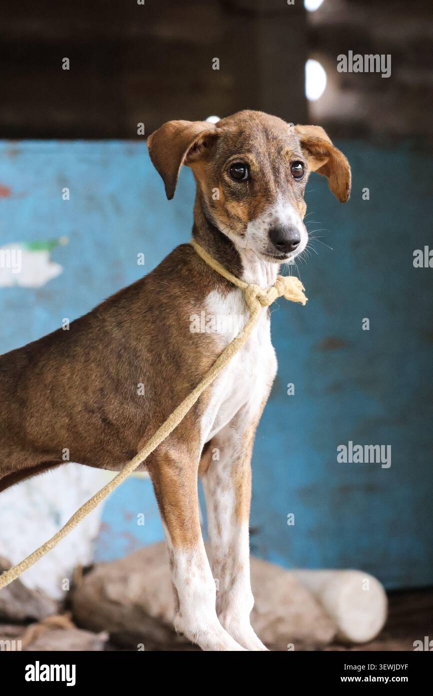 Cucciolo vulnerabile con occhi espressivi. Primo piano di un giovane cane di razza mista che mostra segni di paura e comportamento sottomesso. Foto Stock