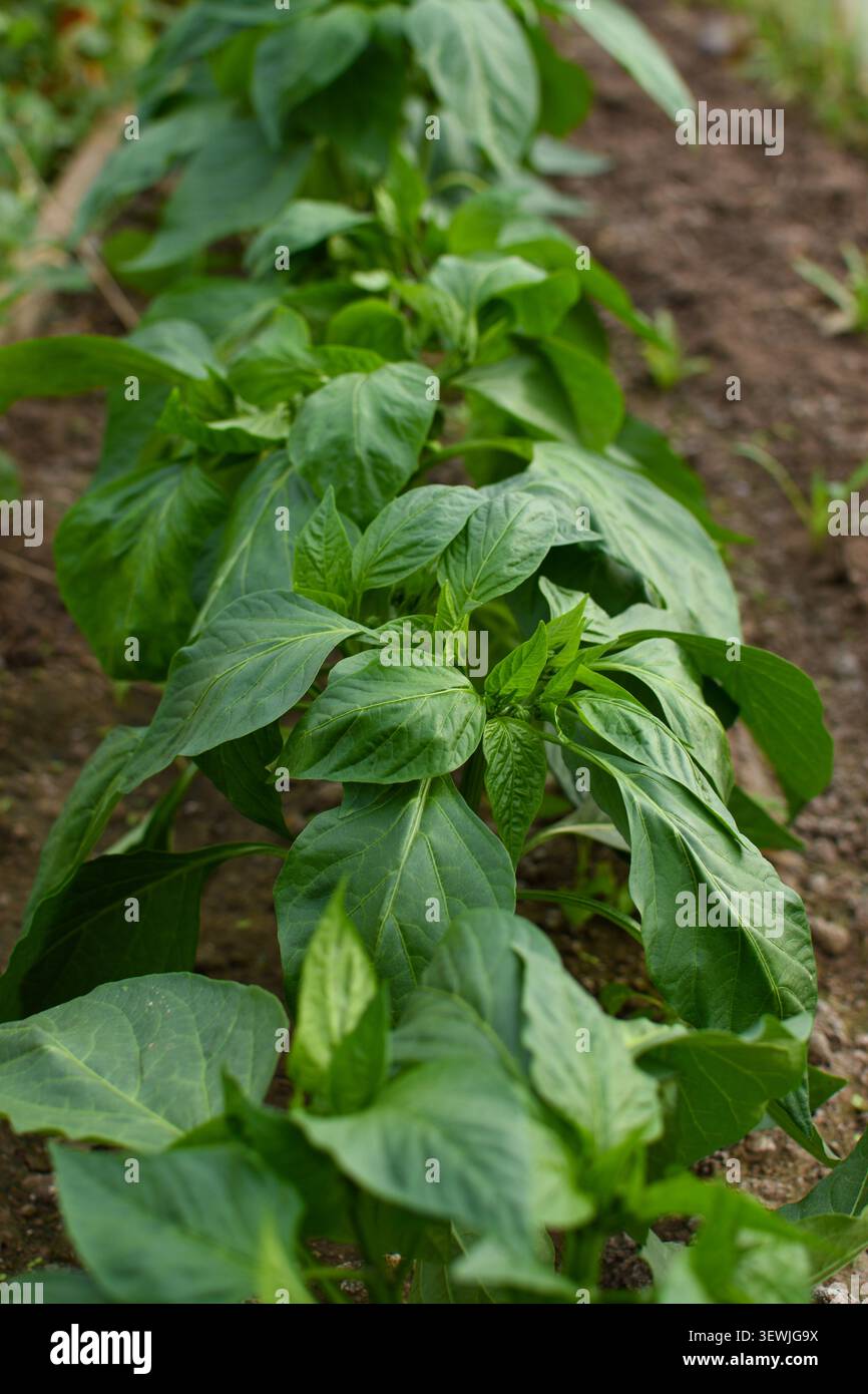 Piante di peperone verde che crescono nel terreno del giardino vista verticale Foto Stock