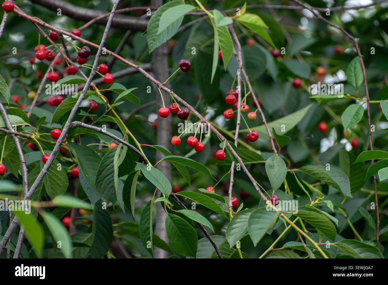 Ciliegie rosse mature che crescono sui rami degli alberi nel giardino estivo Foto Stock