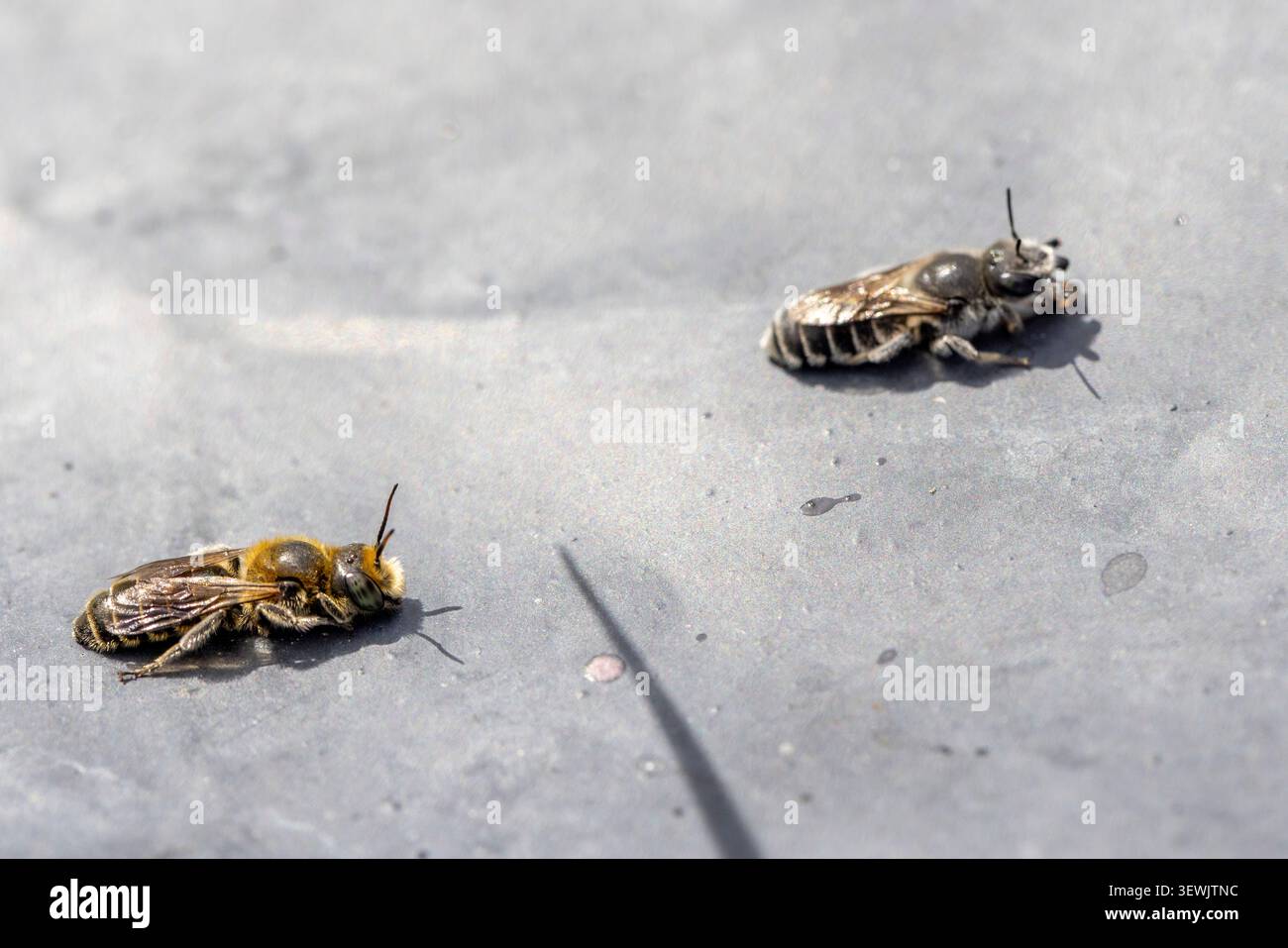 Le api morte poggiano su una superficie grigia, illustrando il declino degli insetti, le preoccupazioni ambientali e la fragilità degli ecosistemi Foto Stock