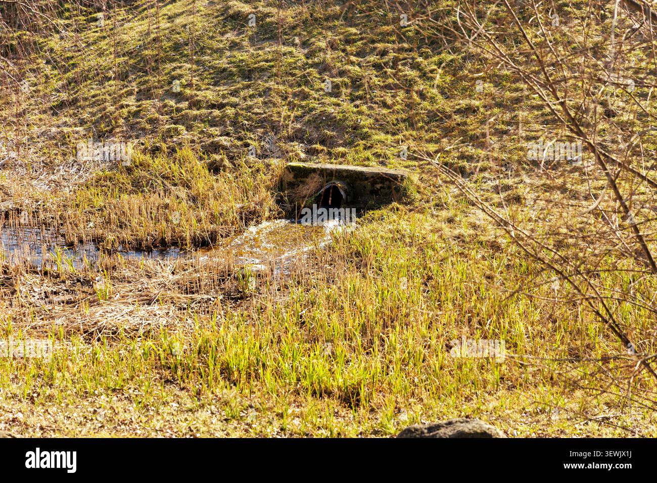 Acqua di sorgente fresca che fuoriesce da un tubo di cemento e si immette in un'area erbosa del ruscello. Foto Stock