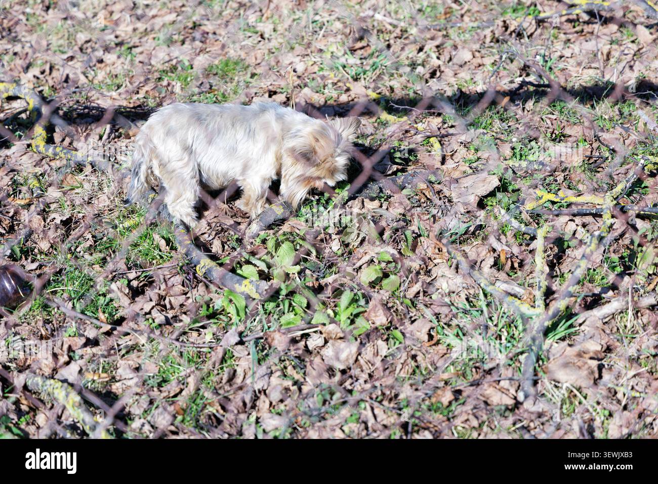 Un simpatico e soffice cucciolo dello Yorkshire terrier sniffa intorno a foglie secche e erba verde visto attraverso una recinzione metallica a catena. Foto Stock