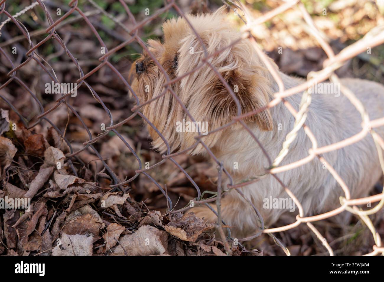 Un primo piano dettagliato che si concentra su un piccolo cane carino che guarda attraverso una recinzione metallica arrugginita in primavera. Foto Stock