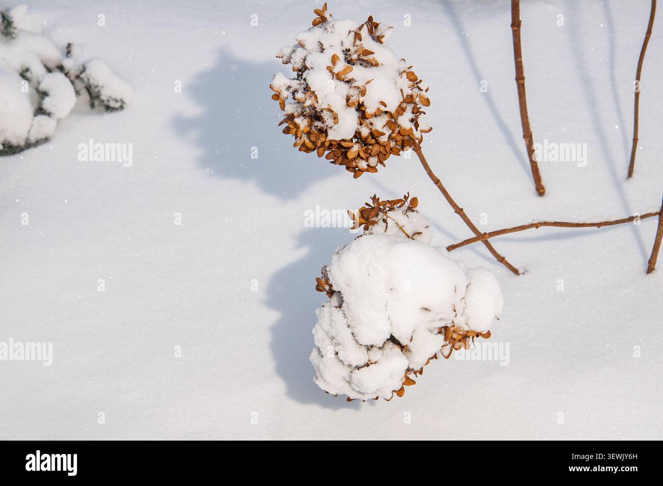 Le delicate teste di ortensie secche sono ricoperte di neve bianca soffice, che creano ombre delicate sul terreno incontaminato sottostante Foto Stock