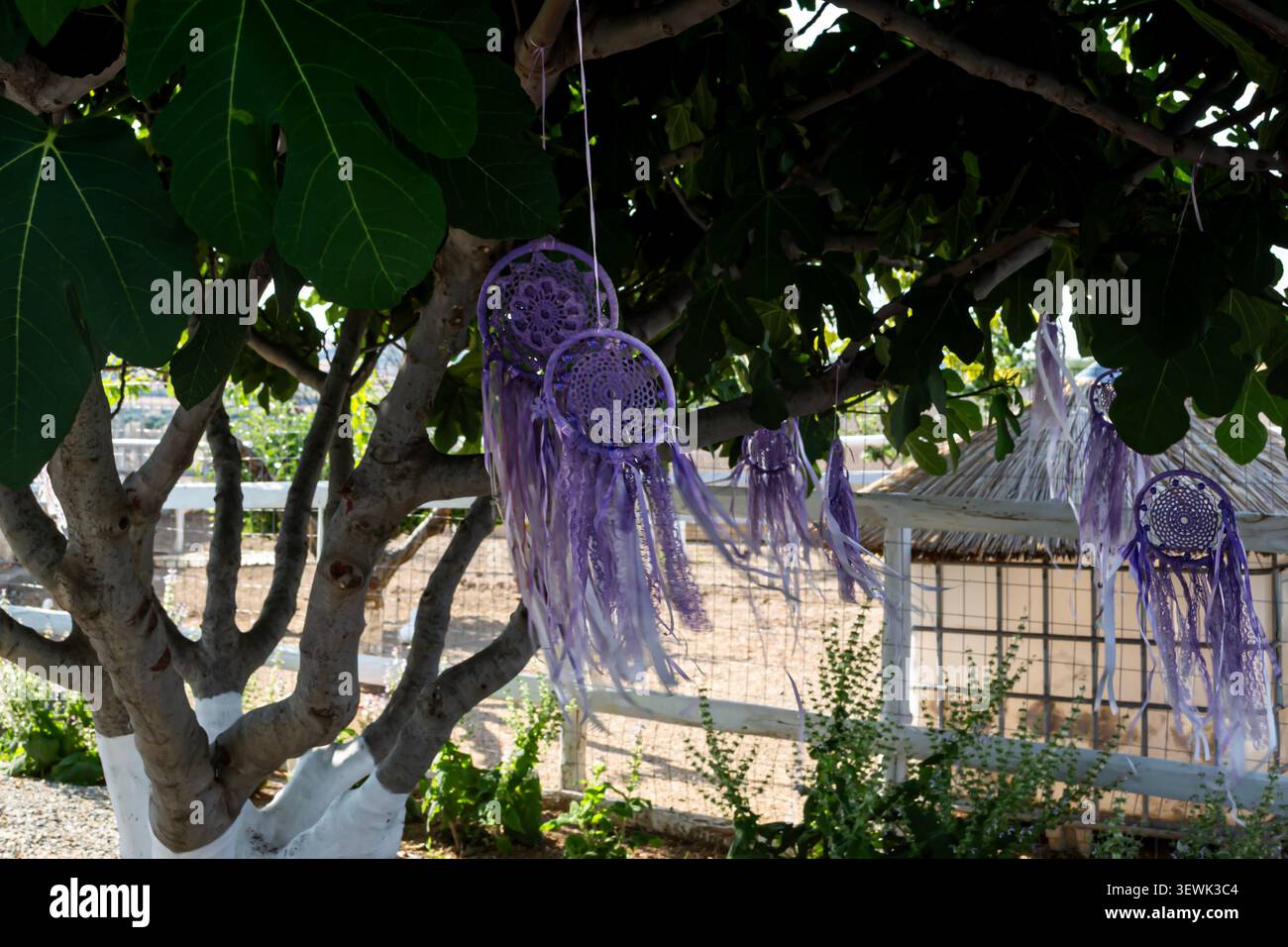 I Dreamcatchers viola si appegono sotto un albero di fichi in un giardino Foto Stock