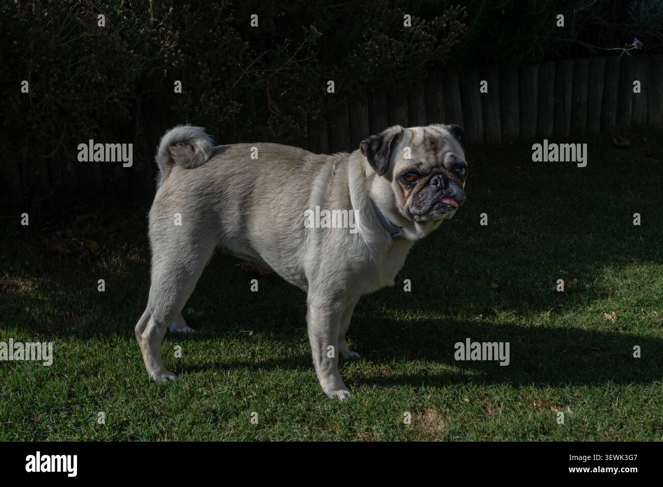 Cane da cane in piedi su erba verde alla luce del sole del giardino Foto Stock