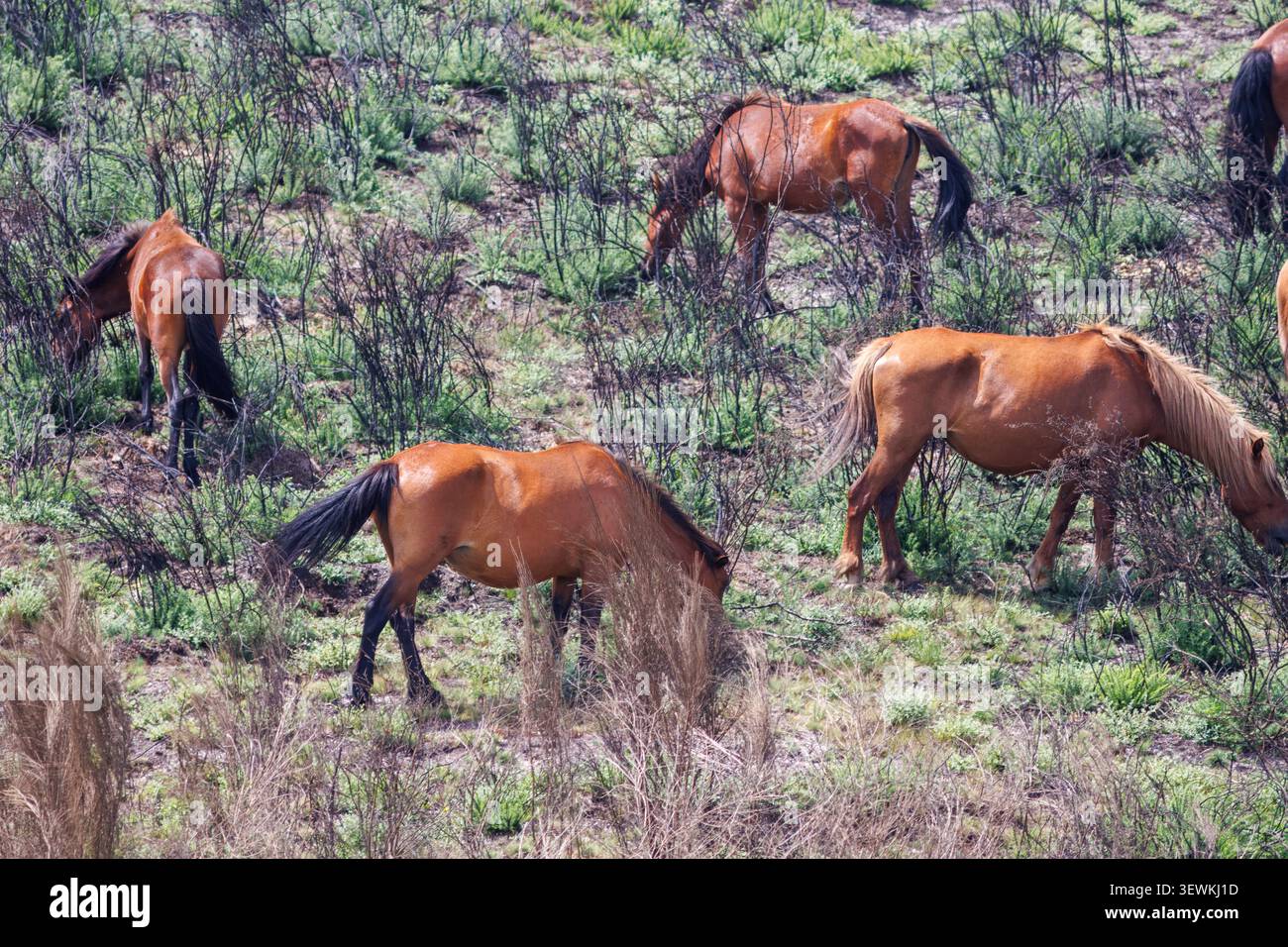 Un piccolo gruppo di cavalli bruni selvatici che pascolano pacificamente su un ripido pendio erboso, pieno di arbusti secchi e vegetazione verde. Foto Stock