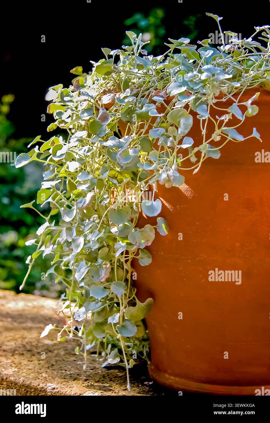 Silver Falls sgorga con grazia da una pentola di terracotta, il suo fogliame argentato che si illumina di sole caldo su un ricco sfondo verde. Foto Stock